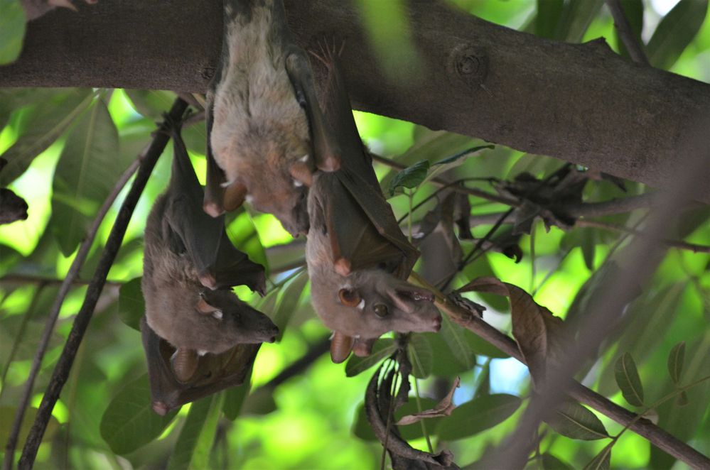 Bats at Satara Rest Camp inside Kruger National Park in South Africa (Local Guides @TheLifesWay)