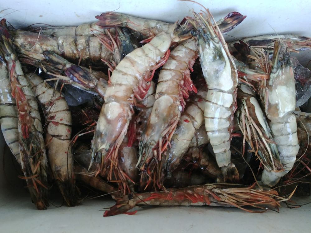Prawns before they sacrify themselves for me @ Fish Market